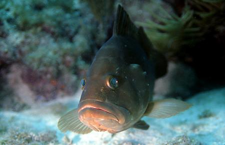 Grouper.jpg